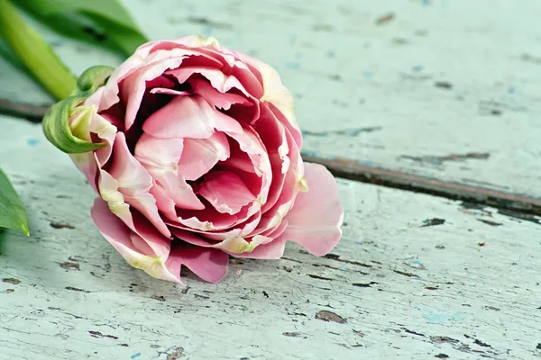 Розовые тюльпаны на деревянной поверхности — стоковое фото