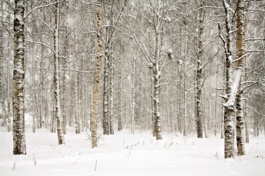 Snowy wintry forest clipart