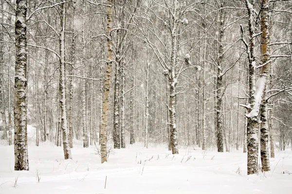 Snowy wintry forest — Stock Photo, Image