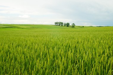 Rural landscape of Poland. clipart