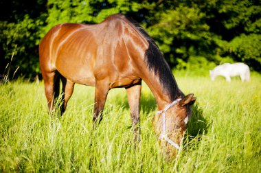Horse surrounded by grasslands in Poland clipart