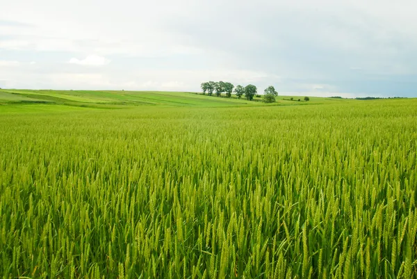 Сельский пейзаж Польши . — стоковое фото
