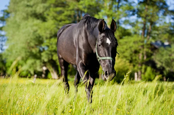 Häst omgiven av gräsmarker i Polen — Stockfoto