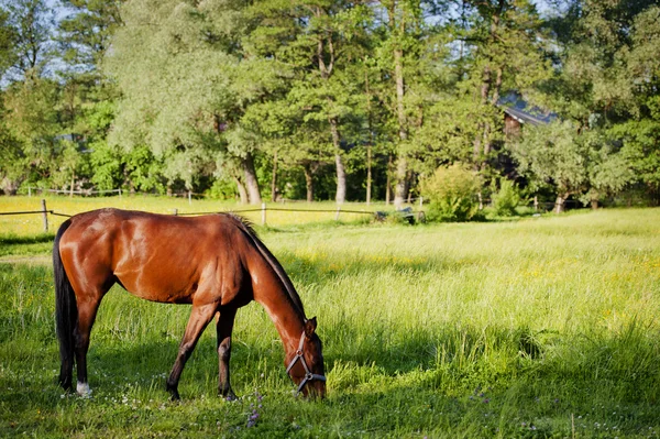 包围在波兰草原马 — 图库照片