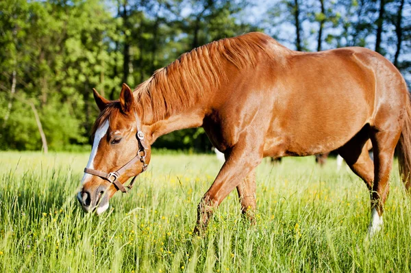 Häst omgiven av gräsmarker i Polen — Stockfoto