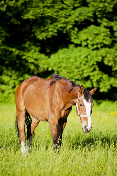 Άλογο που περιβάλλεται από λιβάδια στην Πολωνία — Φωτογραφία Αρχείου