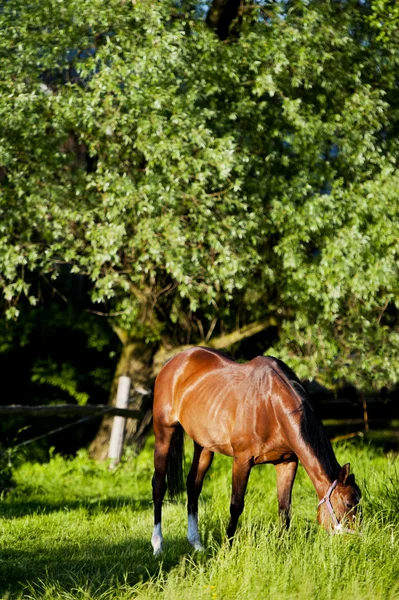 ポーランドの草原に囲まれて馬 — ストック写真