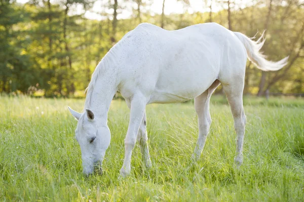 Лошадь, окруженная лугами в Польше — стоковое фото