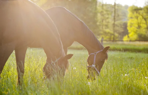 ポーランドの草原に囲まれて馬のグループ — ストック写真