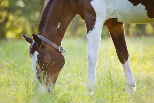 Лошадь, окруженная лугами в Польше — стоковое фото