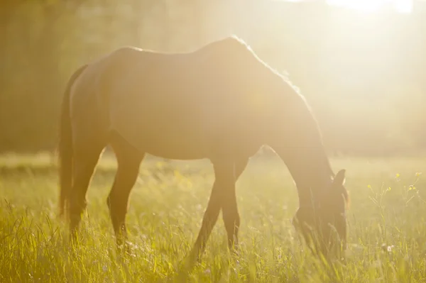 Koně uprostřed pastvin v Polsku — Stock fotografie