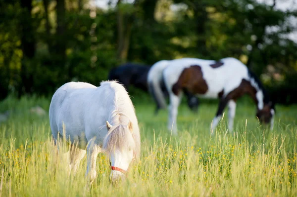 Grupo de cavalos cercados por prados na Polónia — Fotografia de Stock