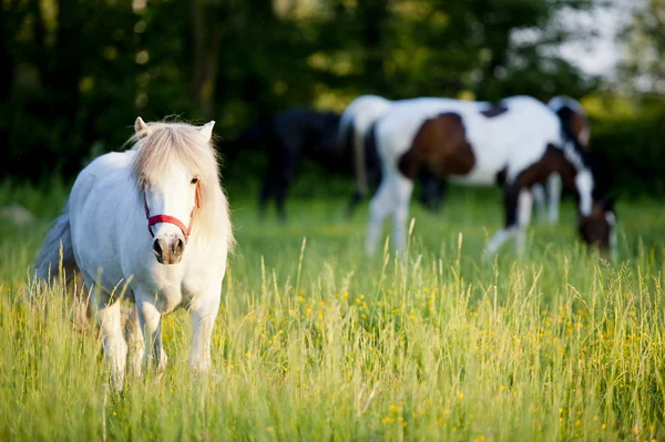 Skupina koní uprostřed pastvin v Polsku — Stock fotografie
