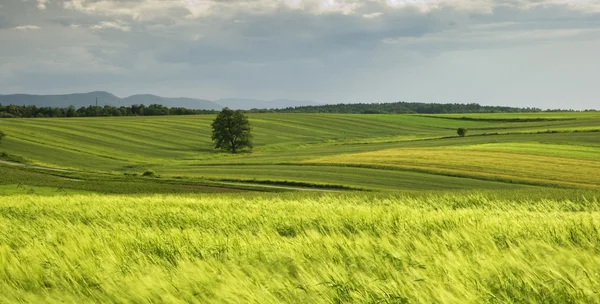 Landelijke landschap van Polen. Stockfoto