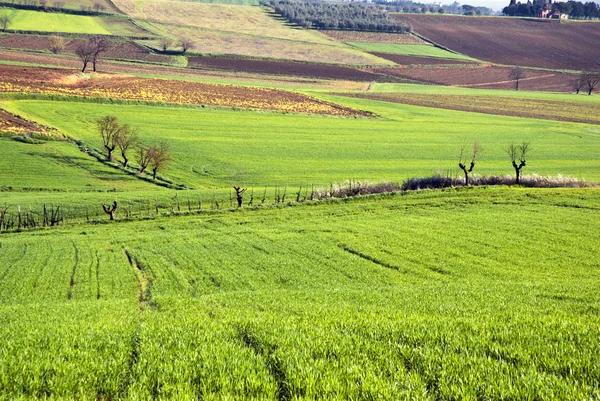 Paysage toscan avec champs et olives — Photo