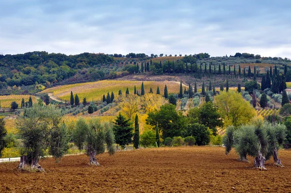 Tuscany landscape with fields and hills — Stock Photo, Image