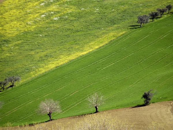 Tuscany fields — Stock Photo, Image