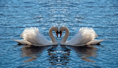 Swan heart clipart