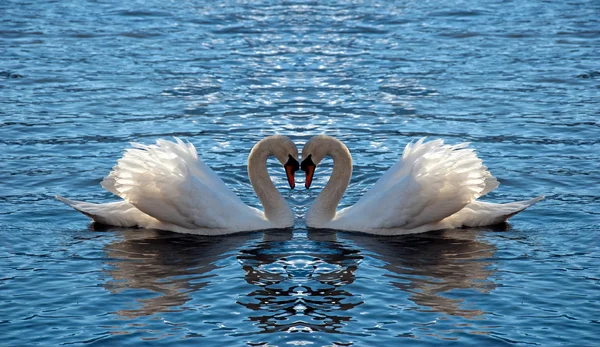 Swan heart — Stock Photo, Image