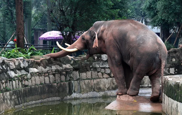 guandzhou'nın Hayvanat Bahçesi