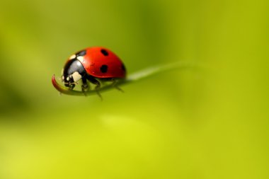 Ladybug clipart