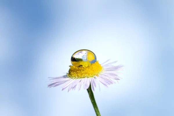 Blomma och vatten droppe — Stockfoto