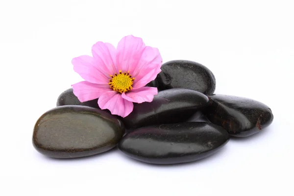 Cosmea and pebbles — Stock Photo, Image