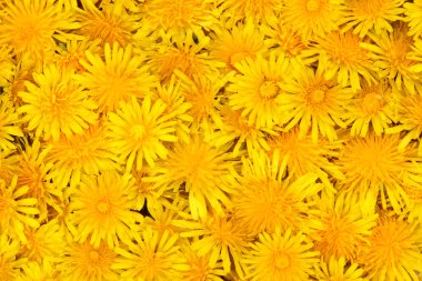 Dandelion blossoms clipart