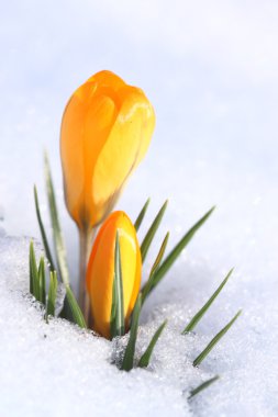 Crocus clipart