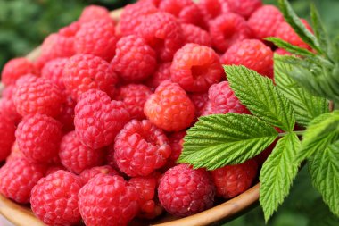 Raspberries clipart