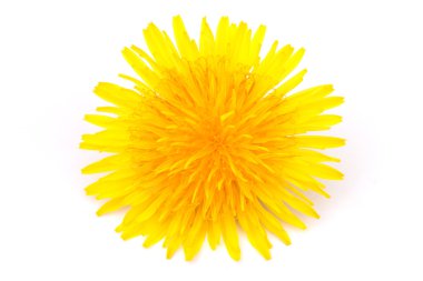 Dandelion blossom clipart