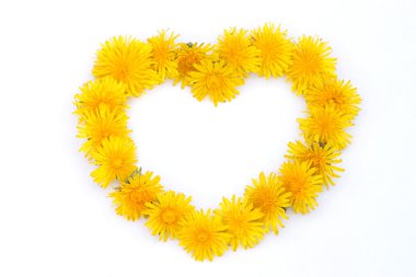 Dandelion blossoms clipart