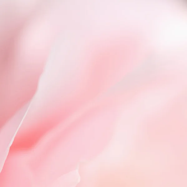 stock image Pink rose