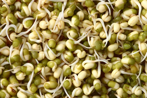 stock image Mung beans