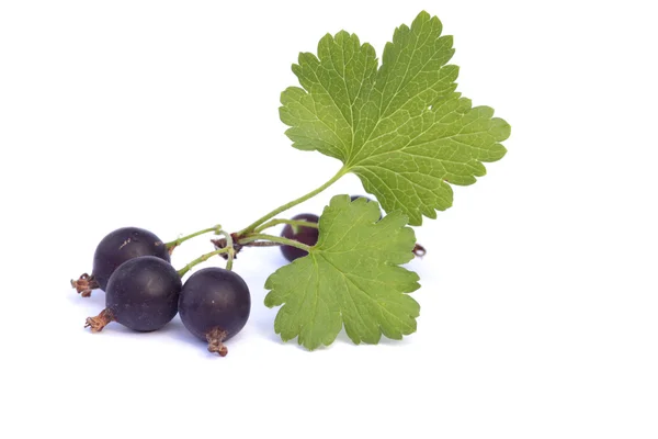 stock image Black currant