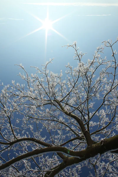 stock image Winter