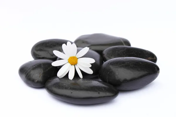 Flower on pebbles — Stock Photo, Image