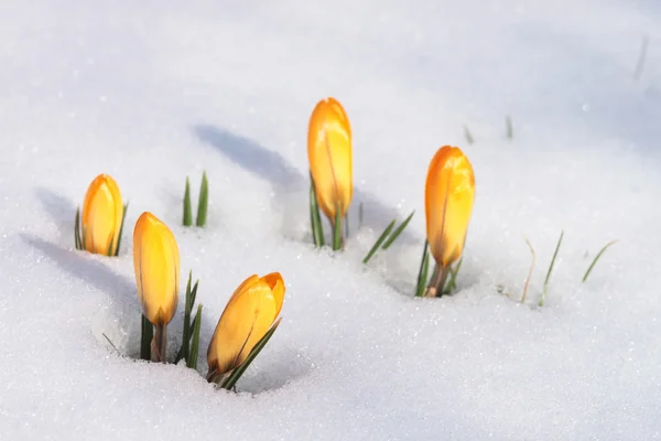 Stock image Yellow crocus