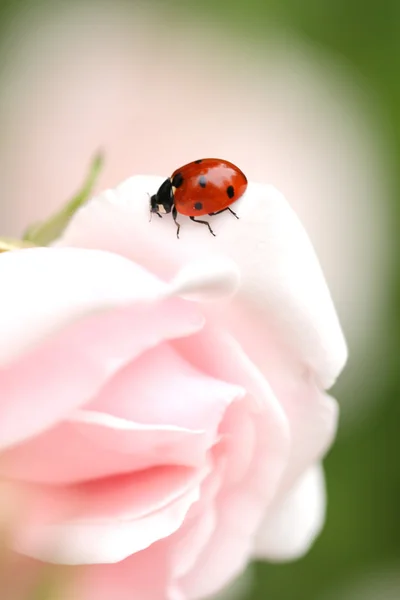 Leppäkerttu vaaleanpunaisella ruusulla tekijänoikeusvapaita valokuvia kuvapankista