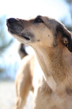 Kırmızı Köpek.