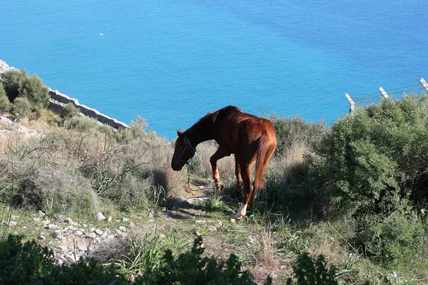 stock image Horse in the meadow