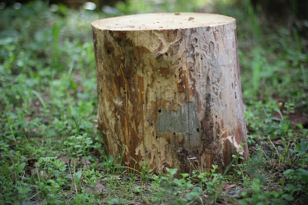 stock image Logs for the stove