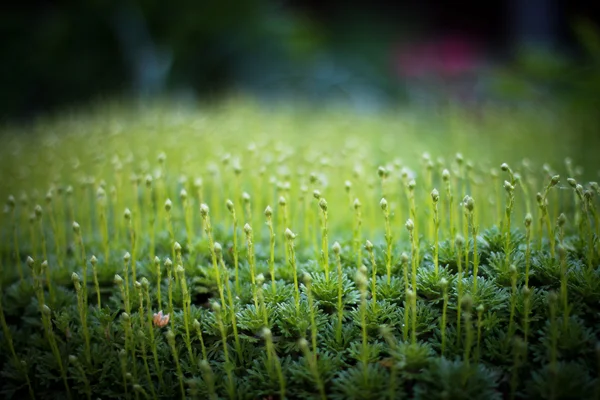 Zielone kwiaty — Zdjęcie stockowe