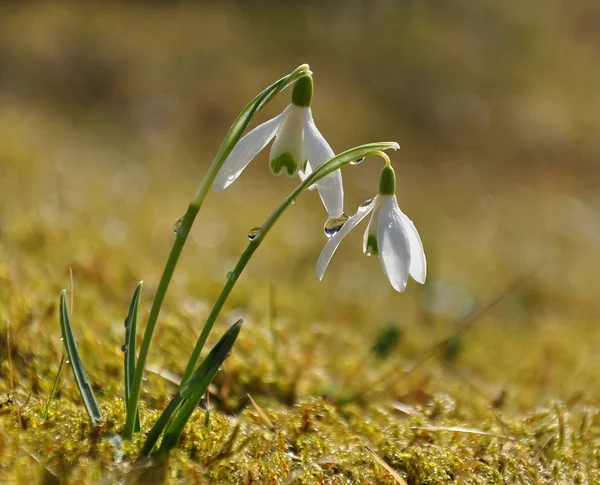 Snowdrop — Stock Photo, Image