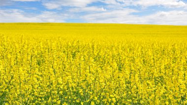 Rape field clipart