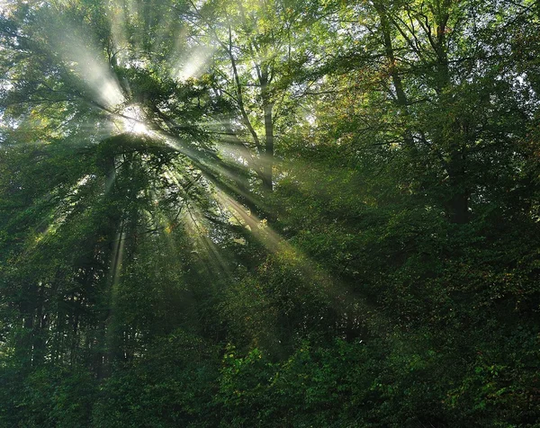 stock image Sun rays