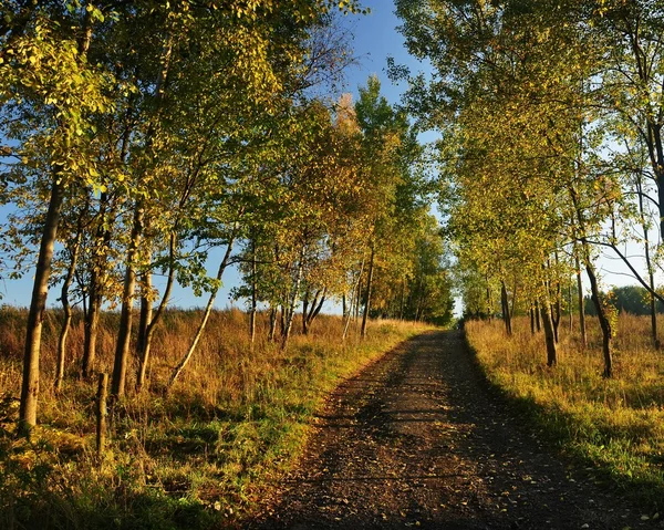 sonbahar yolu