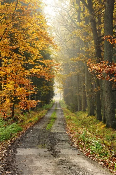 stock image Autumn way