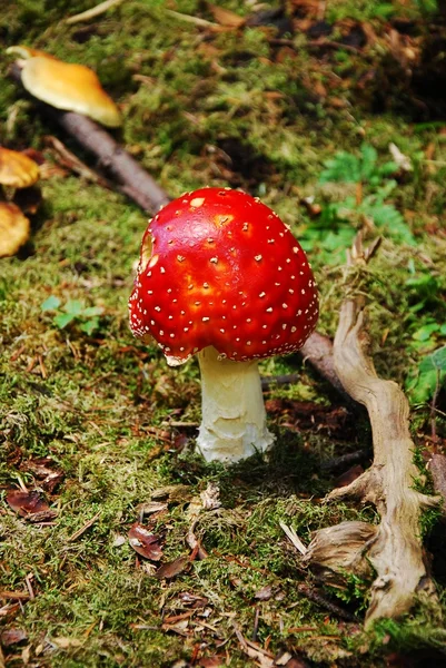 Cogumelo venenoso — Fotografia de Stock