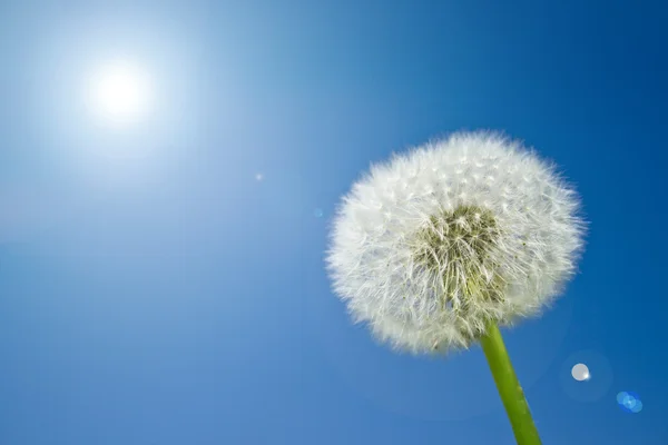 stock image Dandelion